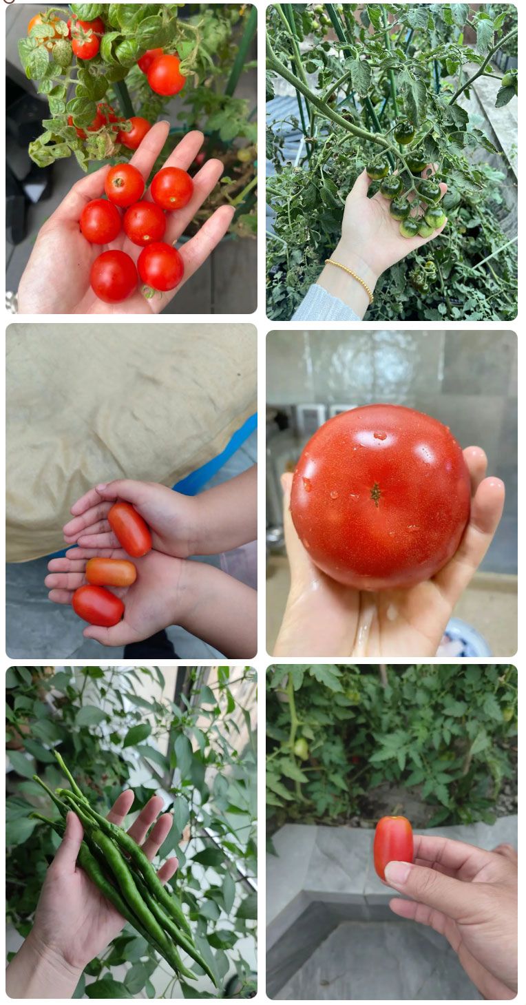 朝陽(yáng)農(nóng)藝師系列活動(dòng) | “零”農(nóng)殘瓜果自己種,豐收喜報(bào)!